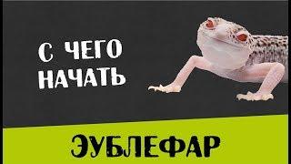 Содержание Пятнистого эублефара