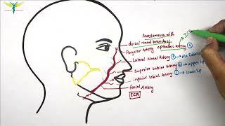 Facial Artery | Anatomy | Origin | Branches | Anastomosis | Knowing Anatomy |