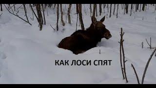 КАК ЛОСИ СПЯТ