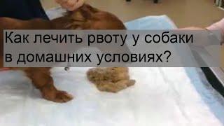 Как лечить рвоту у собаки в домашних условиях?