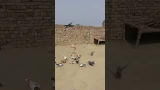 Sherazi kabotar ️ Beautiful Pigeon ️️️️️️️️️