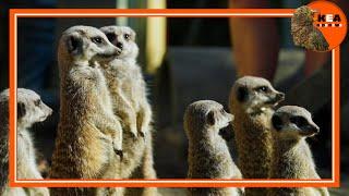 Kea Kids News: Baby Timons! Real life meerkat pups make their public debut | nzherald.co.nz