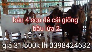 Bán 4 con dê đầu xô bò lửa bầu lứa 2 giá 31.500k lh 0398424632