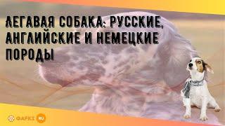 Легавая собака: русские, английские и немецкие породы