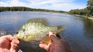 Great Shell Cracker Bluegill Trip