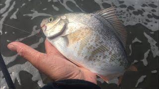 DOUBLED UP! Redtail Surfperch Fishing (Humboldt, CA)