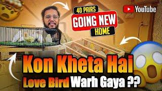 kon kehta hai LOVEBIRDS warh gaya ? 40 Pairs Going to new home