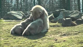 Ijsbeer Frimas  säugt ihre kleinen Noordje und Pixel am 1 April 2013