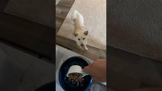 Feeding Marley my Shiba Inu puppy #puppy