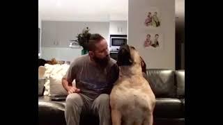 Huge Boerboel Molly says more kisses