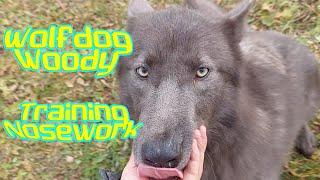 Wolfdog Woody training Nosework. Animal Park Aurora.