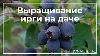 Выращивание ирги на даче | toNature.Info