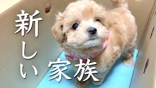 【お迎え】可愛すぎるマルプーの子犬を家族に迎えました。【マルプー/Maltipoo COCO】