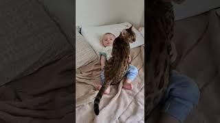 Heartwarming Interaction Between Baby and Bengal Cat in Bed