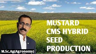 MUSTARD CMS HYBRID SEED PRODUCTION