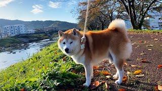 Shibe carefully steps with his front paws to avoid the leaves, but his hind paws are out of control.