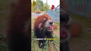 The Adorable Science Behind Red Pandas
