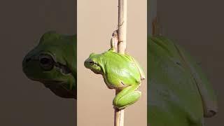 monkeyfrog