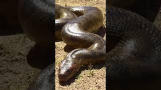 Anaconda - a water monster from the jungle! 