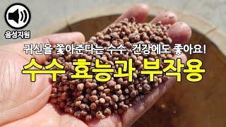 방광에 좋다는 수수 효능과 부작용