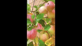 Pink Lady Apples - Pinker without the Sunlight