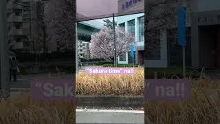 “Sakura time” na !!!#sakura #cherryblossom #nagoya #japan #japinoy #phillipines #kentasan