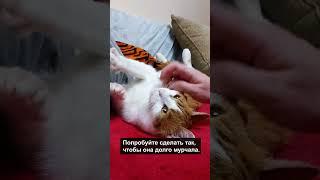 Как заставить кошку пить воду? #shorts #кошка #коты