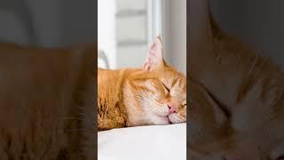 Animali dormiglioni  (Pt.7). #gatto #dorme14oredifila