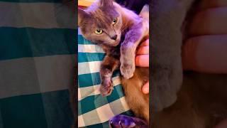 beautiful rescue cat Skeletor  #catlover #cutepets #adopt #neko #adorable #kawaii #calm #music