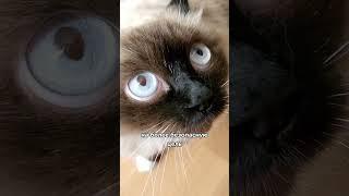 Почему кошка шипит на хозяина?  #кошка #кот #котики