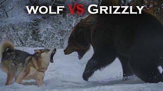 Epic Battle Wolf vs  Grizzly Bear in the Wild