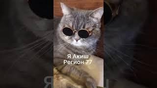 Кошки приколы. 77 регион
