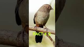 4 Amazing Finch Facts You Won't Believe! 