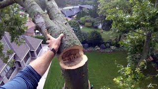 Roping down big trees takes teamwork and patience...