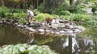 Planting Island On Pond