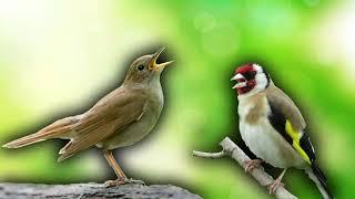 1 hour Singing (Goldfinch, Nightingale, Parus Major)