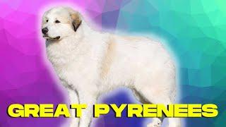 Great Pyrenees Dog TOP 10 Facts Pros and Cons