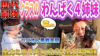 元気すぎる４兄妹！歴代最強クラスのわんぱくミニ４ズ