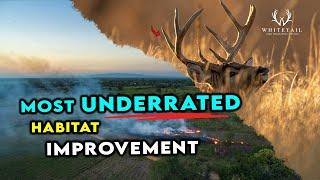 Most Underrated Habitat Improvement for WHITETAILS!