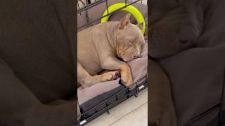 Хорошо когда дом под надежной охраной, устала Дейзи #питомниксобак #americanbully