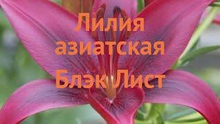 Лилия азиатская Блэк Лист (lilium asiatic)  Блэк Лист обзор: как сажать, луковицы лилии Блэк Лист