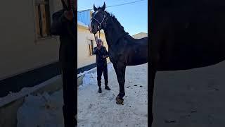  The Majestic World of Horses: Grace, Power, and Connection! 