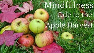 HOW HARVESTING APPLES HAS HELPED WITH MINDFULNESS ( SHARED FROM @ExpatinBritain ) CHANNEL