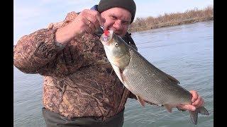 Весенний жерех 2018 - Рыбалка в Казахстане