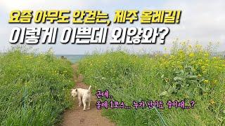 올레길.. 요즘 아무도 안가길래.. 내가 걸어봤다! 다시 보자, 올레 1코스 vlog | 플레이스캠프 제주, 성산 고등어쌈밥, 성산 봄죽칼국수