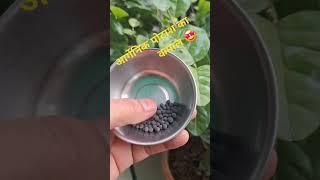 Bio potash ...best Organic fertilizer for your flowering plants...pls like comment and subscribe 