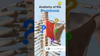 Rhomboids Anatomy #physicaltherapy #physiotherapy #rhomboids #anatomy