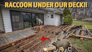 Getting Rid of Our Unwanted Roommate | Building a New Backyard Deck - Part 1: Demolition