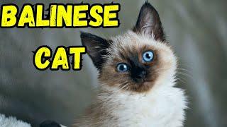 Balinese Cat Pros and Cons | The Good And The Bad