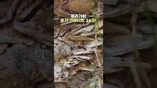 아라가야, 고대의 토기 왕국